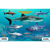 Frankos Maps Franko Maps Florida Shark and Rays ID-Ca...: Picture 2 thumbnail