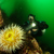 Light & Motion Sola Dive Pro 2000 with G...: Picture 5 thumbnail
