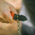 McNett Gear Aid Buri Drop Point Knife: Picture 6 thumbnail