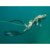 Riffe Descender Freediving Fins: Picture 3 thumbnail