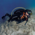 Scubapro S-Tek Shoulder & Waist Pad Colo...: Picture 3 thumbnail