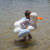 SunnyLife Kids Tube Pool Ring: Picture 11 thumbnail
