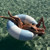 SunnyLife Lazy Days Duck Egg Blue Pool R...: Picture 9 thumbnail