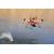 Swellpro Dronar Wireless Sonar Fish Find...: Picture 27 thumbnail