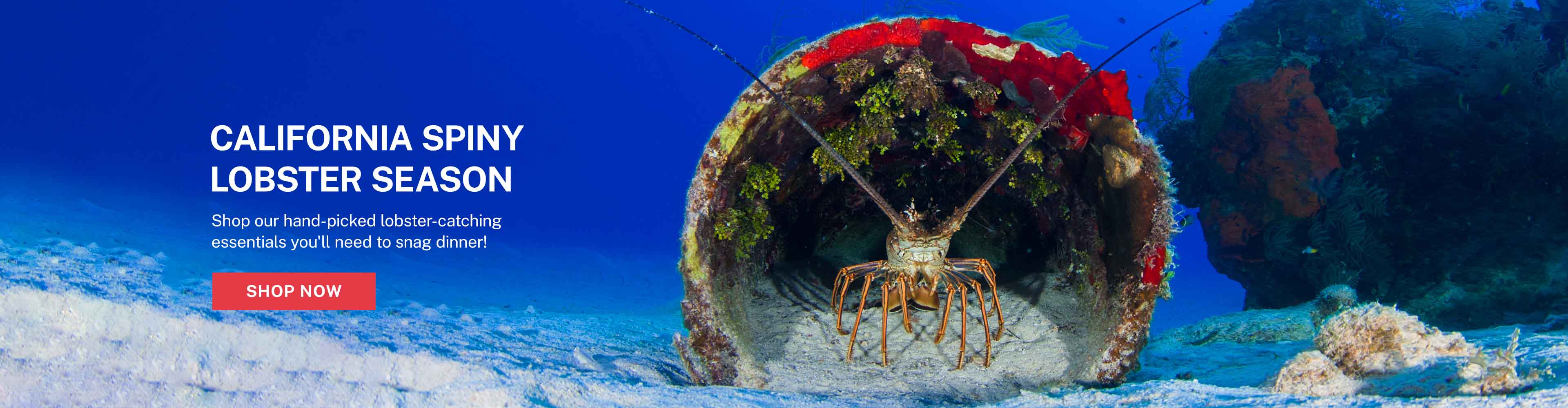 California Spiny Lobster Season
