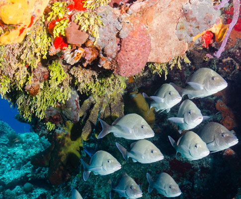 Wetsuit to protect our coral reefs