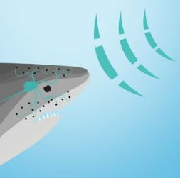 Sharkbanz 2 Magnetic Shark Deterrent Band