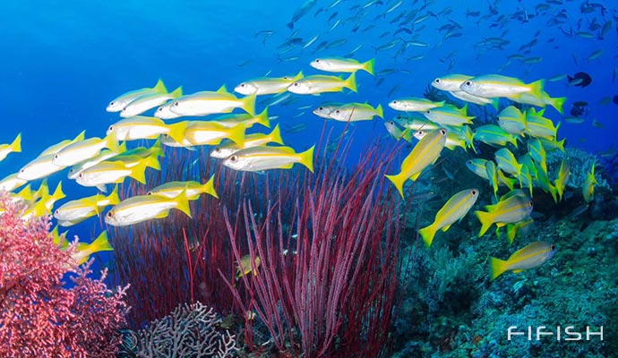 Capturing Tropical Fishes