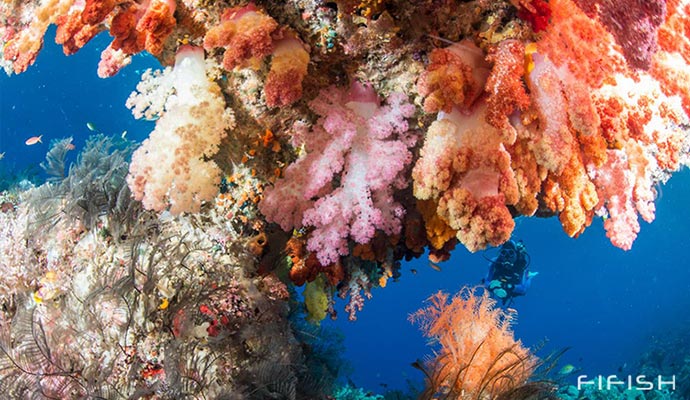 Colorful & Vibrant Reefs