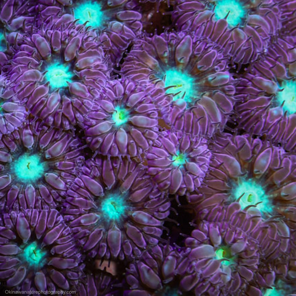 light and motion night sea coral
