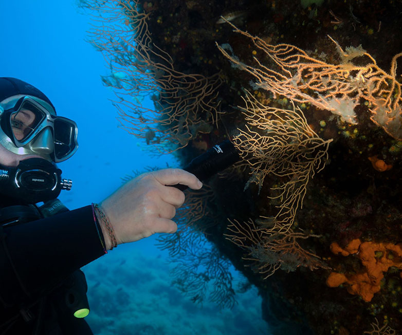 OrcaTorch D580, 530 Lumen Dive Light