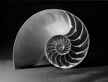 Black and white nautilus shell with geometric pattern By barneyboogles
