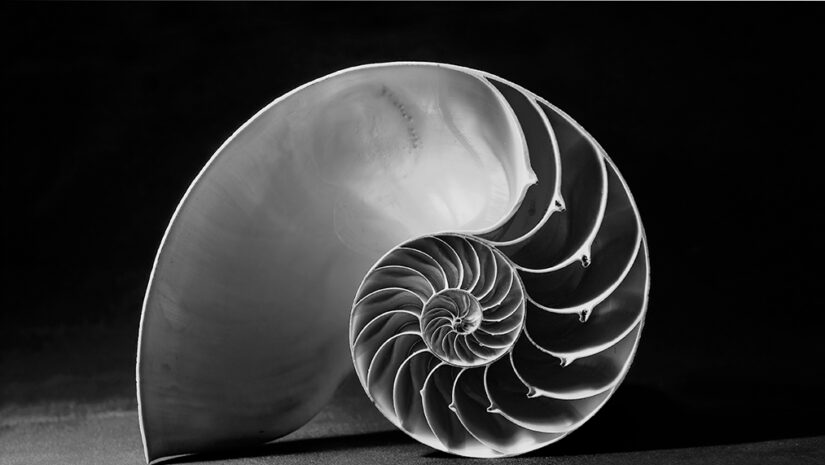 Black and white nautilus shell with geometric pattern By barneyboogles