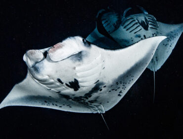 Night Dive with Manta Rays in Kona, Hawaii