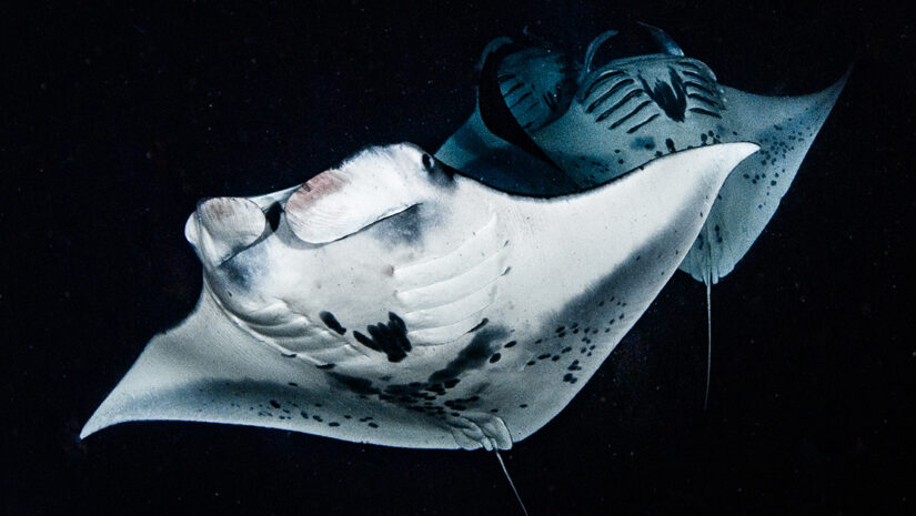 Night Dive with Manta Rays in Kona, Hawaii