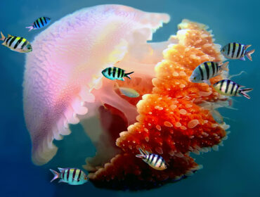 giant jellyfish