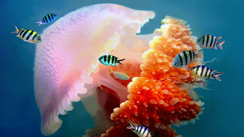 giant jellyfish swimming with tentacles following underwater