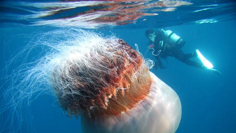 Giant Jellyfish