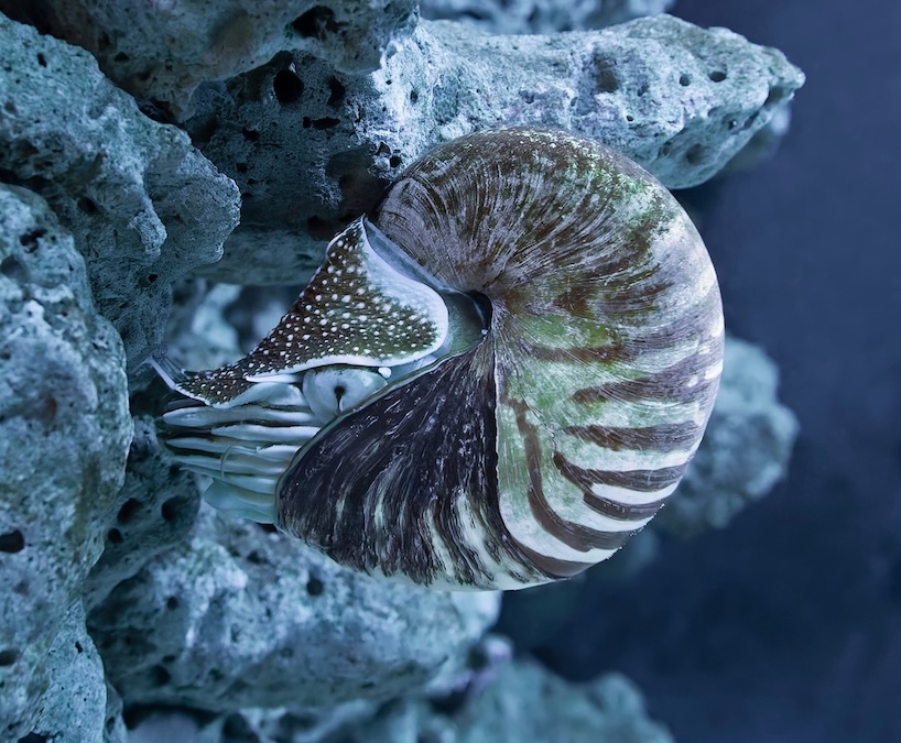 Underwater close-up view of a Chambered nautilus