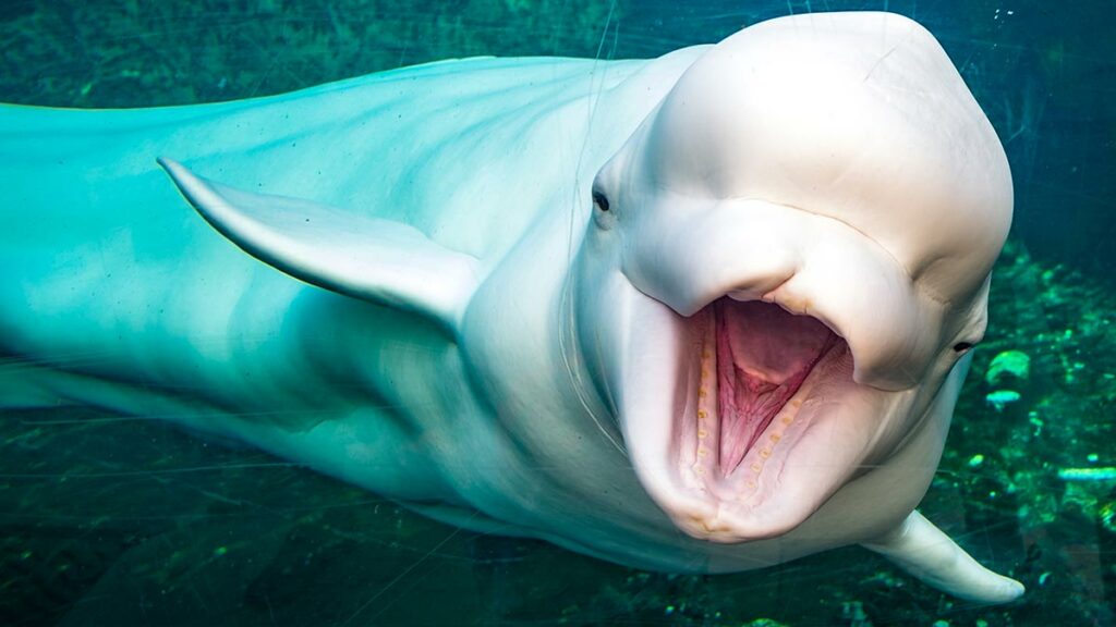 Beluga Whale Saves Free Diver from Drowning