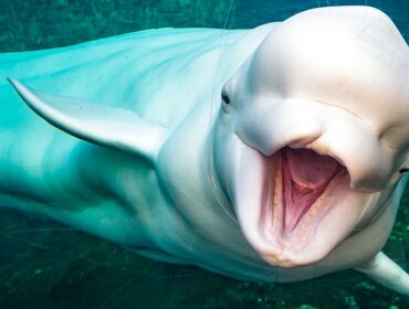 beluga whale