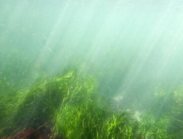 low visibility diving kelp