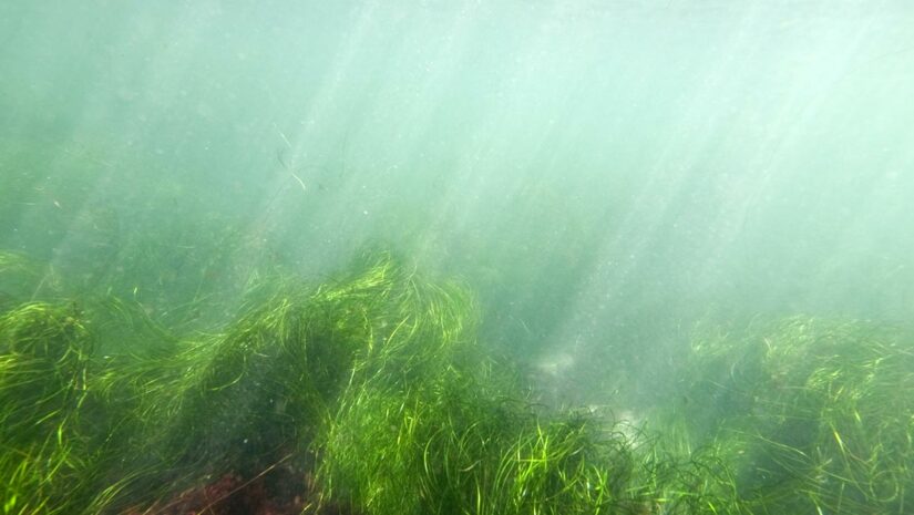 low visibility diving kelp