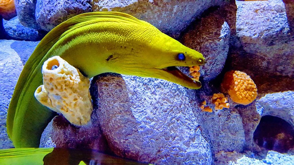 yellow moray eel