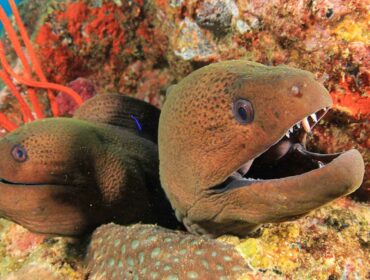 two moray eels in coral