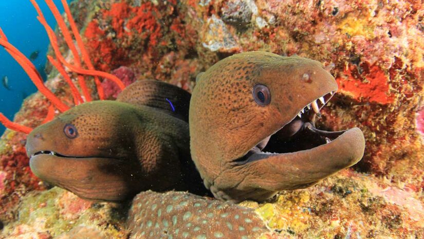 two moray eels in coral