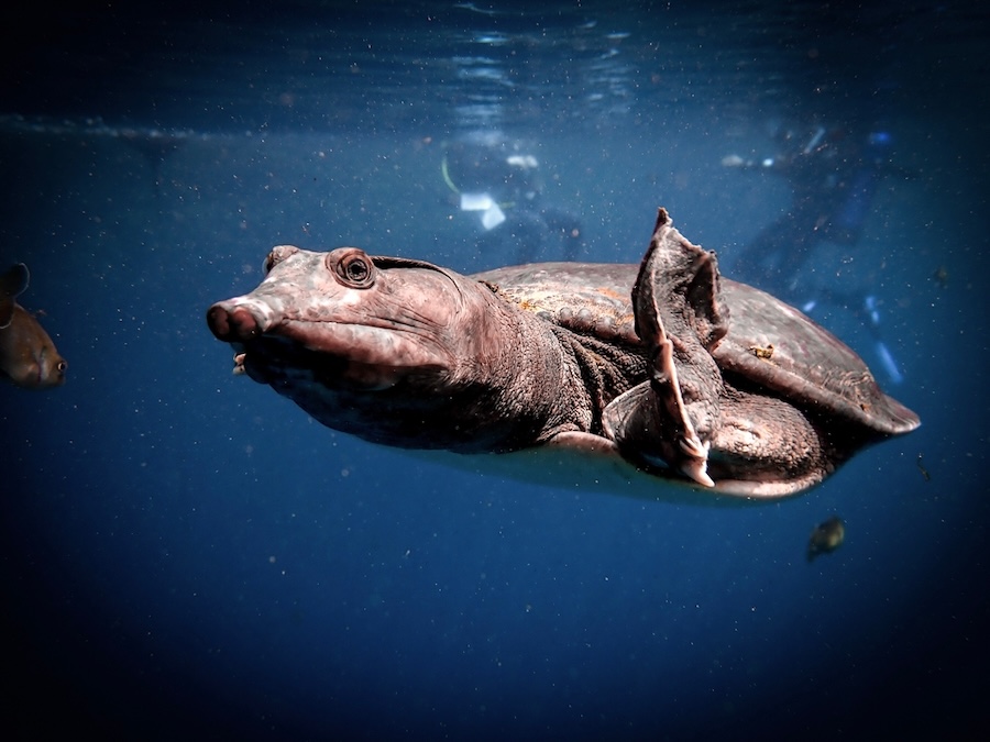 Virgil the turtle swims in the underwater cavern of Blue Grotto, Florida