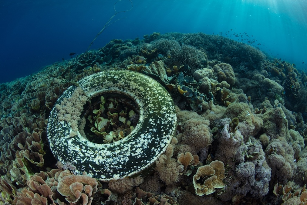 A discarded truck tire has washed onto a coral reef in Indonesia. Garbage such as this can cause significant damage to reefs, thereby opening the door for pathogens to enter corals