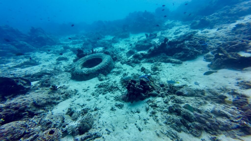 A car tire underwater on the seabed. An old tire covered in corals lies on the seabed among a coral reef