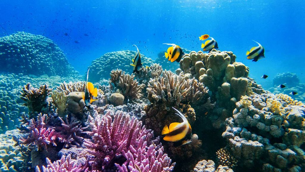 Red Sea Coral Reef