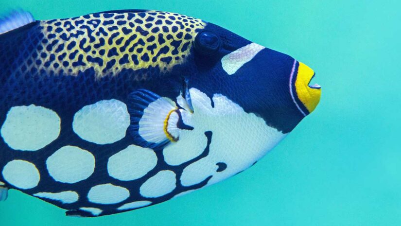 blue and white triggerfish