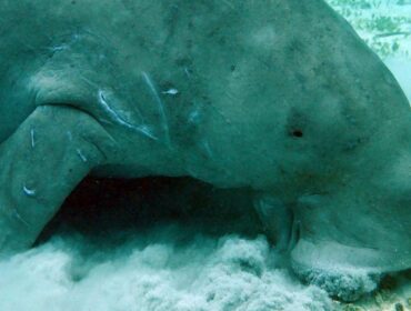 dugong