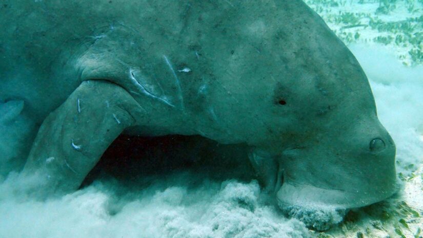 dugong