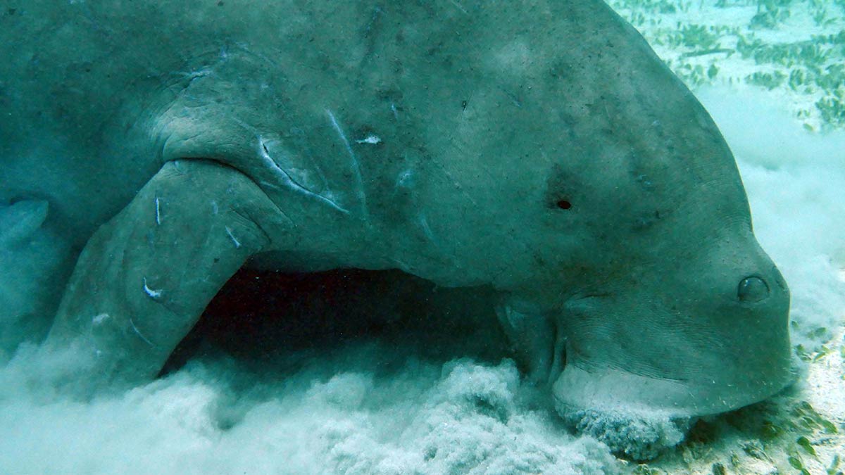 Dugongs: Meet the Sea Cows Dugongs: Meet the Sea Cows