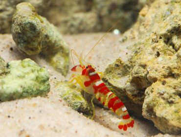 pistol shrimp