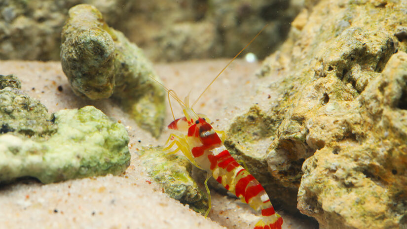 pistol shrimp