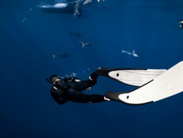 divers swimming with sharks