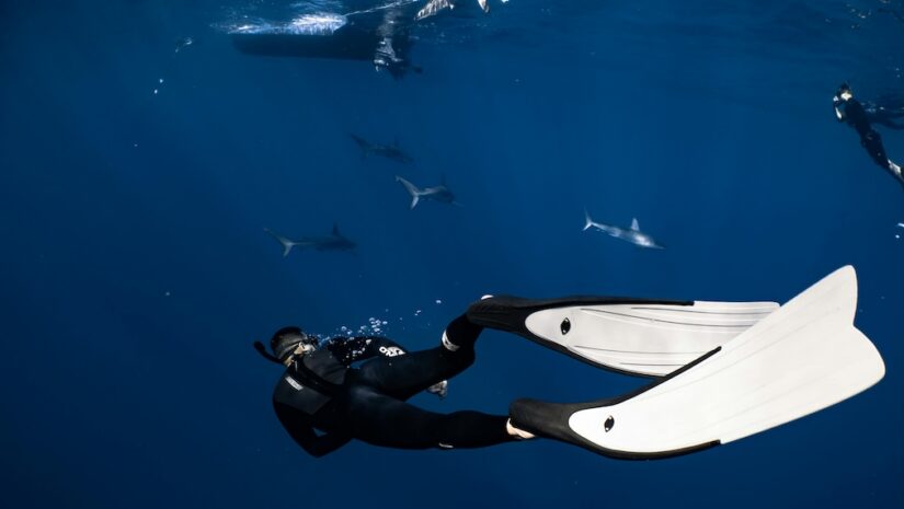 divers swimming with sharks