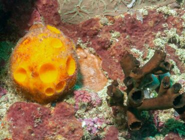 golf ball on coral underwater