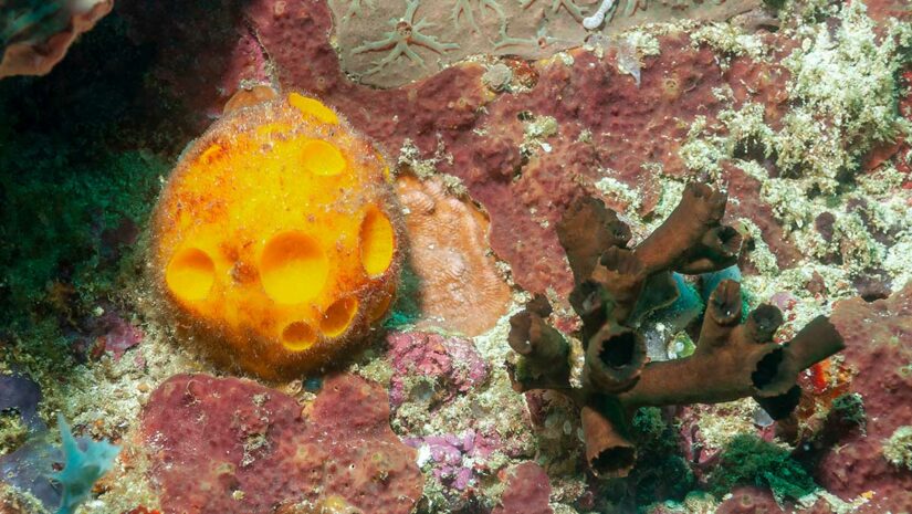golf ball on coral underwater