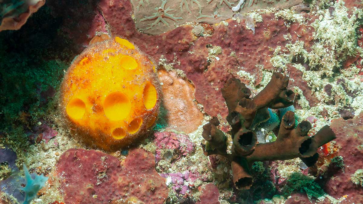 Scuba Jobs Golf Ball Recovery Diving