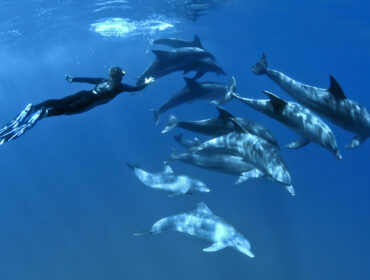 scuba diving with dolphins