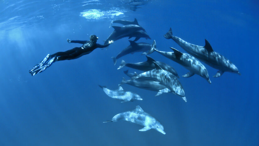 scuba diving with dolphins