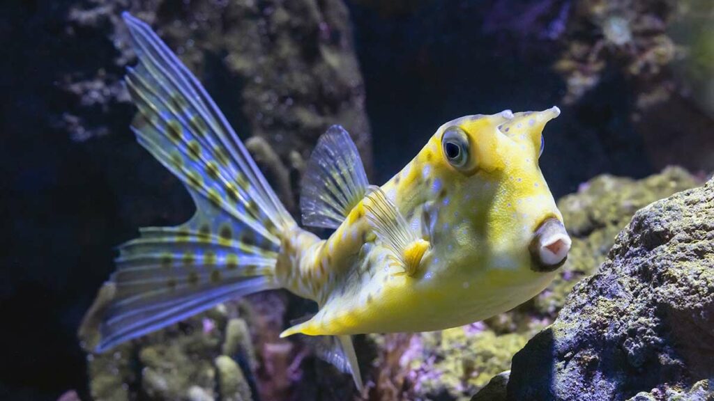 boxfish in water
