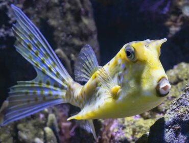 boxfish in water