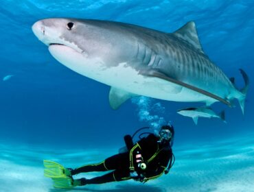 scuba diver posing with shark at the bottom of the sea